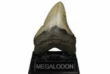Fossil Megalodon Tooth - North Carolina #190878-2